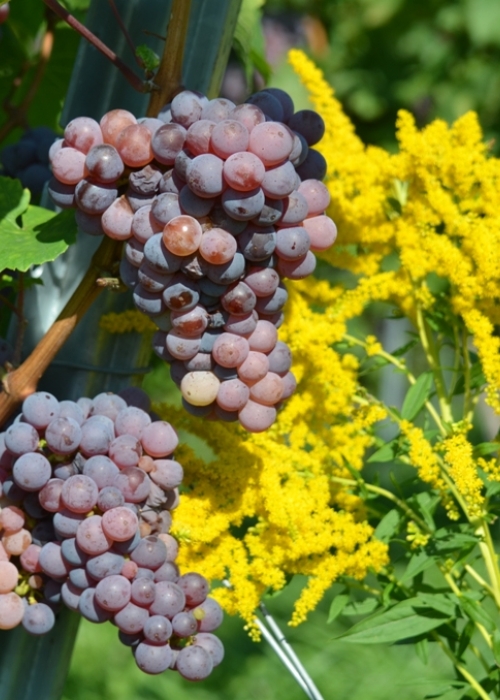 Roter Riesling ANT 6340
